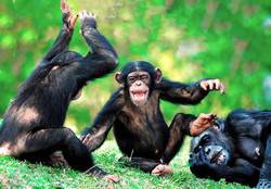 шимпанзе особенность человек