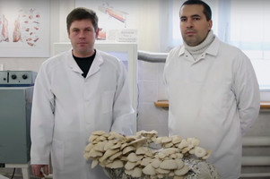 Україна альтернатива пластик гриб глива